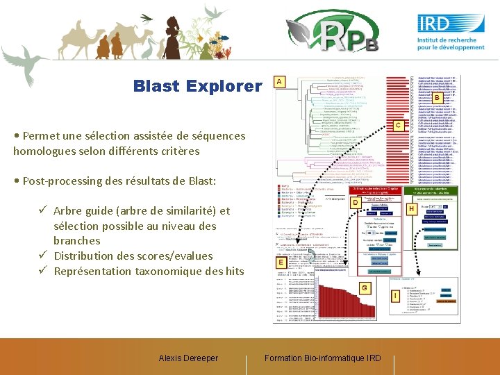 Blast Explorer • Permet une sélection assistée de séquences homologues selon différents critères •