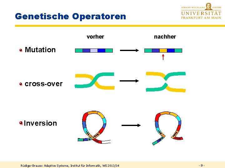 Genetische Operatoren vorher nachher Mutation cross-over Inversion Rüdiger Brause: Adaptive Systeme, Institut für Informatik,