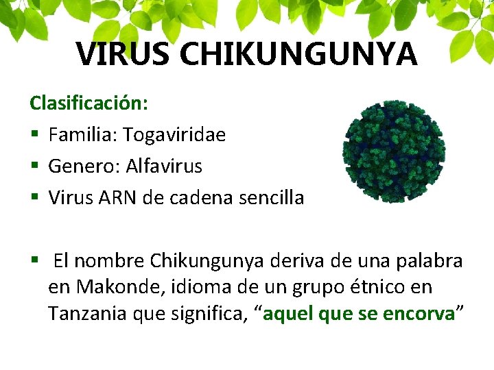 VIRUS CHIKUNGUNYA Clasificación: § Familia: Togaviridae § Genero: Alfavirus § Virus ARN de cadena