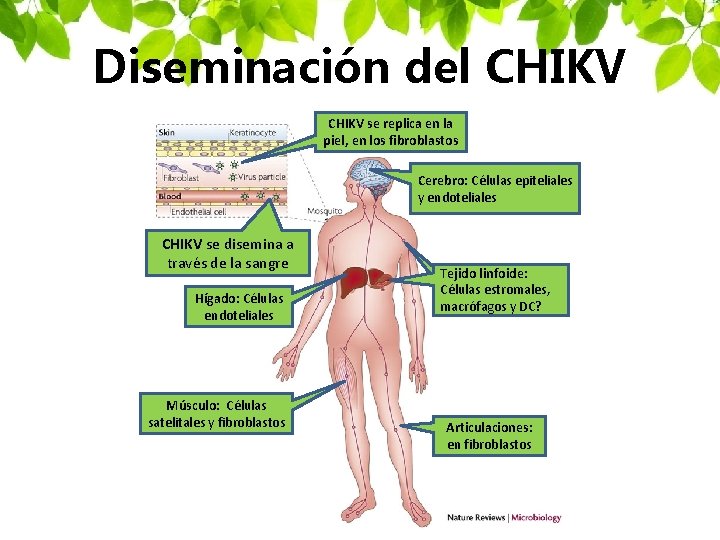 Diseminación del CHIKV se replica en la piel, en los fibroblastos Cerebro: Células epiteliales