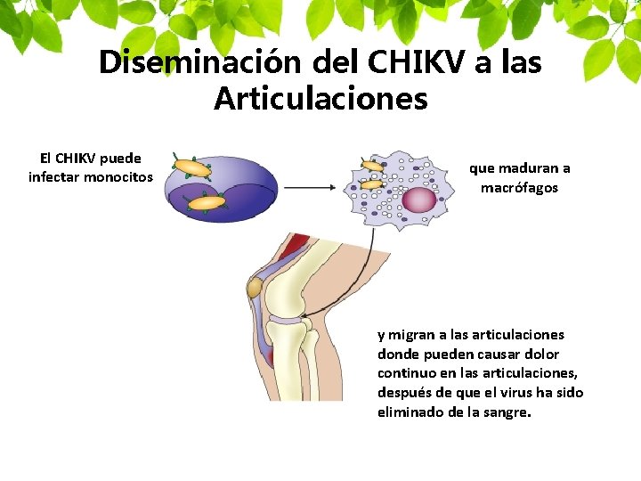 Diseminación del CHIKV a las Articulaciones El CHIKV puede infectar monocitos que maduran a