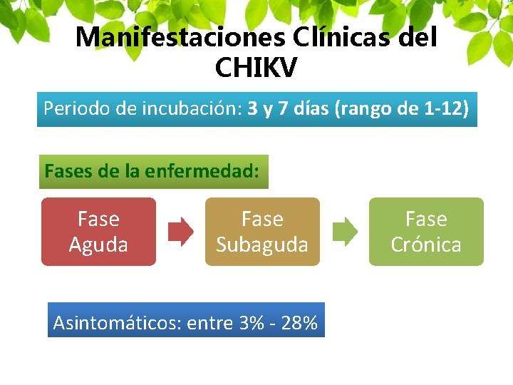 Manifestaciones Clínicas del CHIKV Periodo de incubación: 3 y 7 días (rango de 1