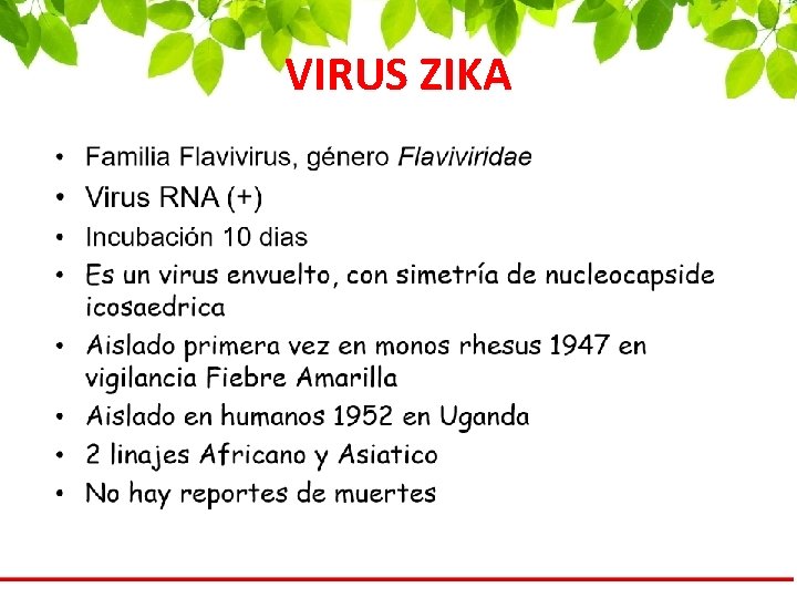 VIRUS ZIKA 