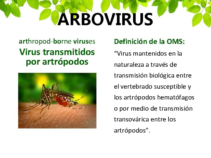ARBOVIRUS arthropod-borne viruses Virus transmitidos por artrópodos Definición de la OMS: “Virus mantenidos en