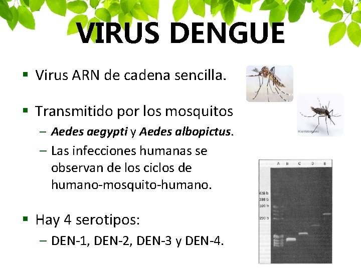 VIRUS DENGUE § Virus ARN de cadena sencilla. § Transmitido por los mosquitos –