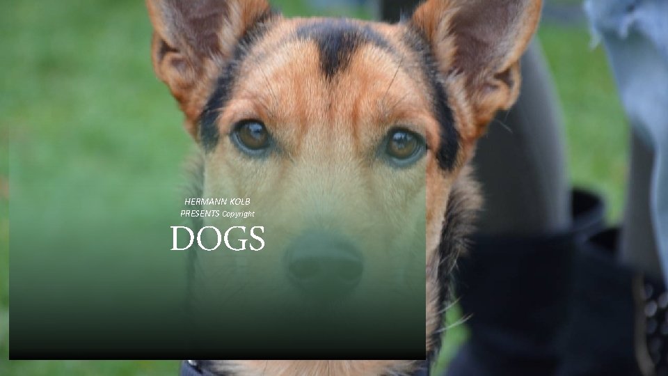 HERMANN KOLB PRESENTS Copyright DOGS 