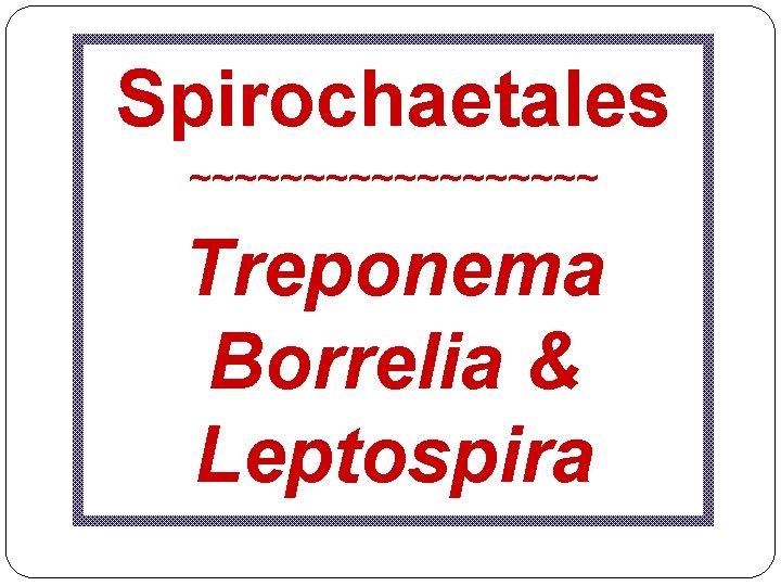 Spirochaetales ~~~~~~~~~ Treponema Borrelia & Leptospira 