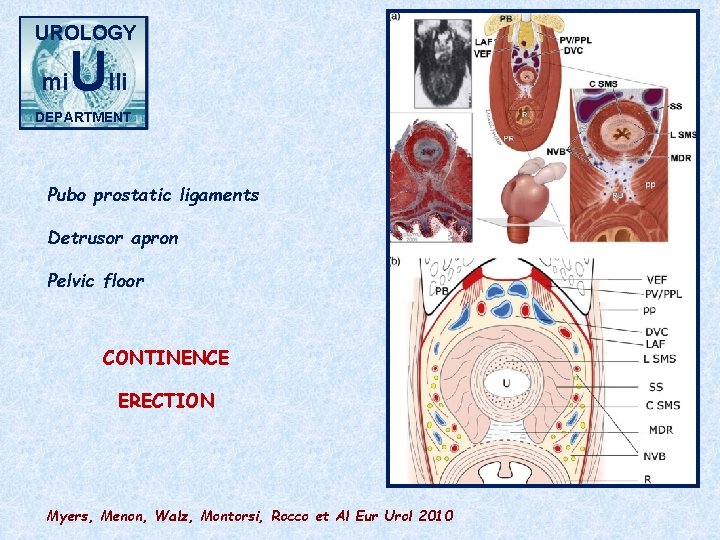 UROLOGY mi Ulli DEPARTMENT Pubo prostatic ligaments Detrusor apron Pelvic floor CONTINENCE ERECTION Myers,