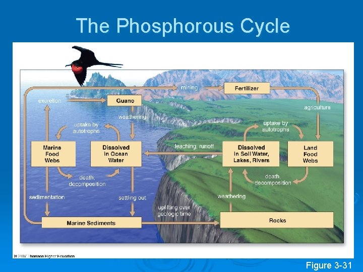 The Phosphorous Cycle Figure 3 -31 