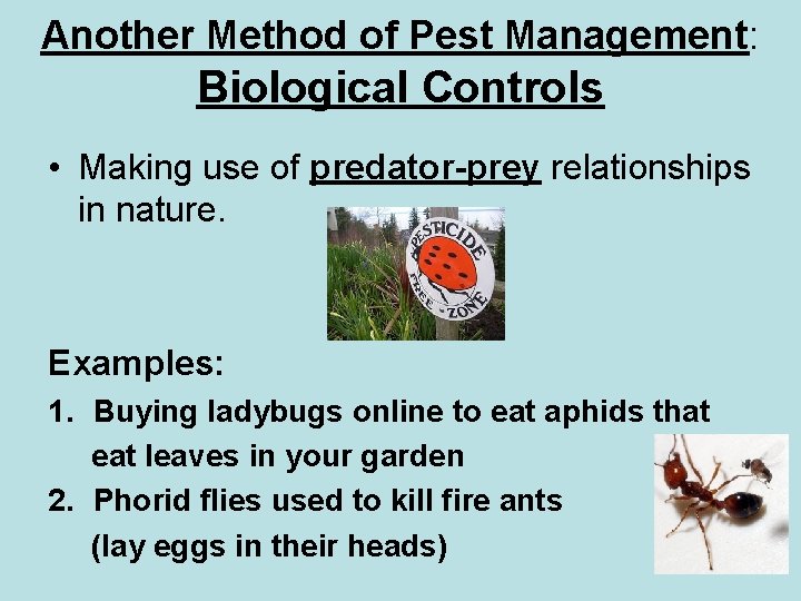 Another Method of Pest Management: Biological Controls • Making use of predator-prey relationships in