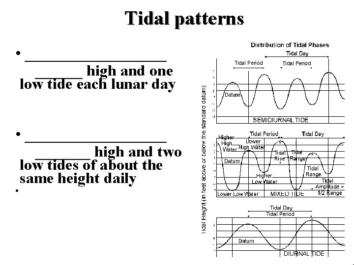 Tidal patterns • _________ high and one low tide each lunar day • _________