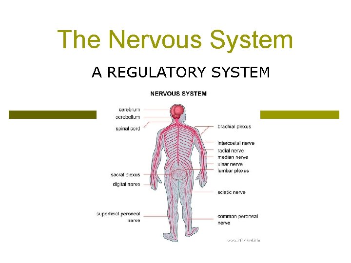 The Nervous System A REGULATORY SYSTEM The Nervous System A REGULATORY SYSTEM