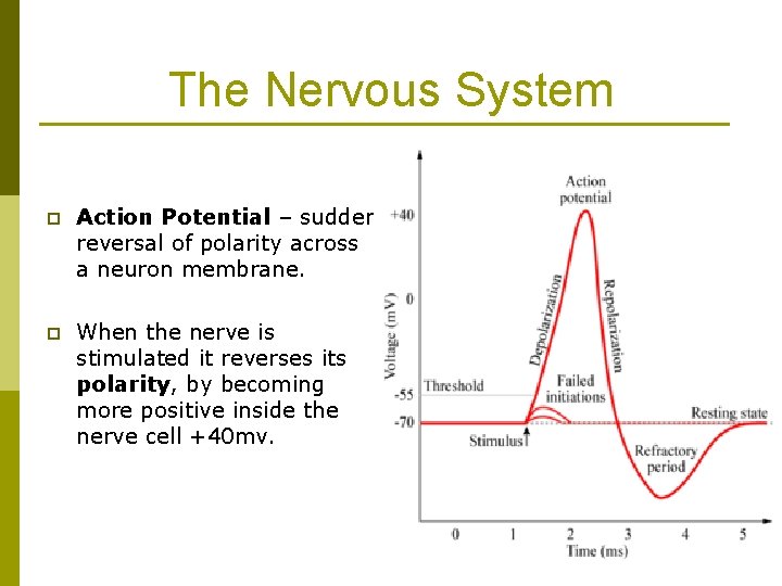 The Nervous System p Action Potential – sudden reversal of polarity across a neuron