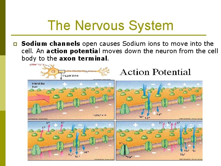 The Nervous System p Sodium channels open causes Sodium ions to move into the The Nervous System p Sodium channels open causes Sodium ions to move into the