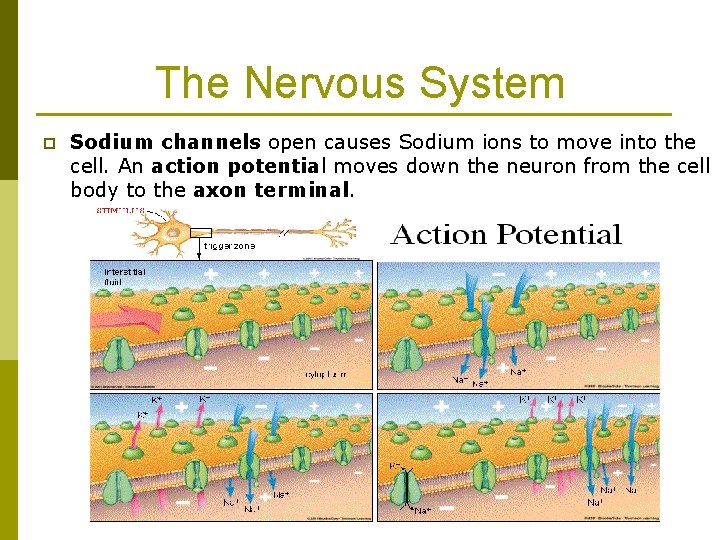 The Nervous System p Sodium channels open causes Sodium ions to move into the