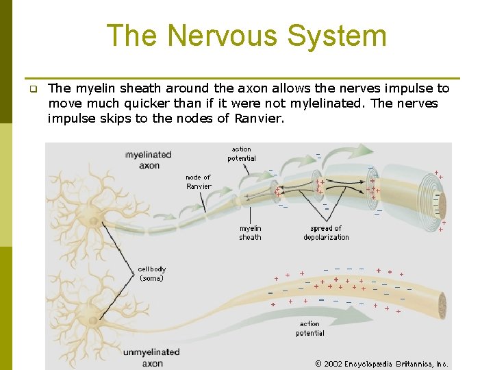 The Nervous System q The myelin sheath around the axon allows the nerves impulse