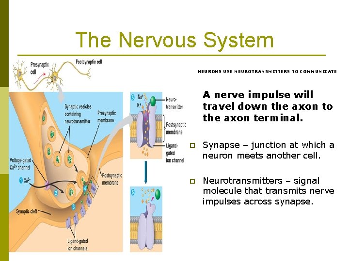 The Nervous System NEURONS USE NEUROTRANSMITTERS TO COMMUNICATE A nerve impulse will travel down