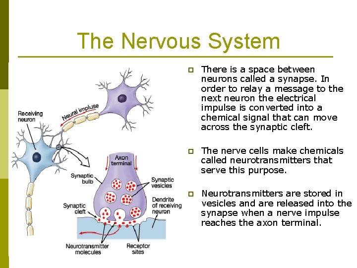 The Nervous System p There is a space between neurons called a synapse. In