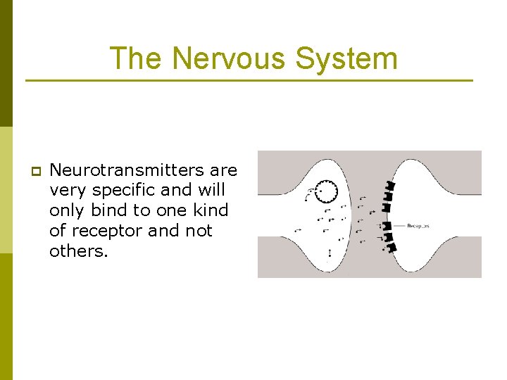 The Nervous System p Neurotransmitters are very specific and will only bind to one The Nervous System p Neurotransmitters are very specific and will only bind to one