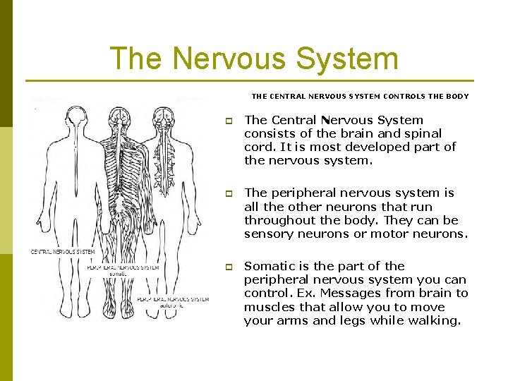 The Nervous System THE CENTRAL NERVOUS SYSTEM CONTROLS THE BODY p The Central Nervous