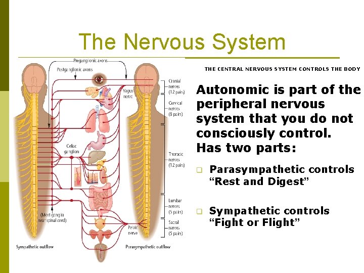 The Nervous System THE CENTRAL NERVOUS SYSTEM CONTROLS THE BODY Autonomic is part of The Nervous System THE CENTRAL NERVOUS SYSTEM CONTROLS THE BODY Autonomic is part of