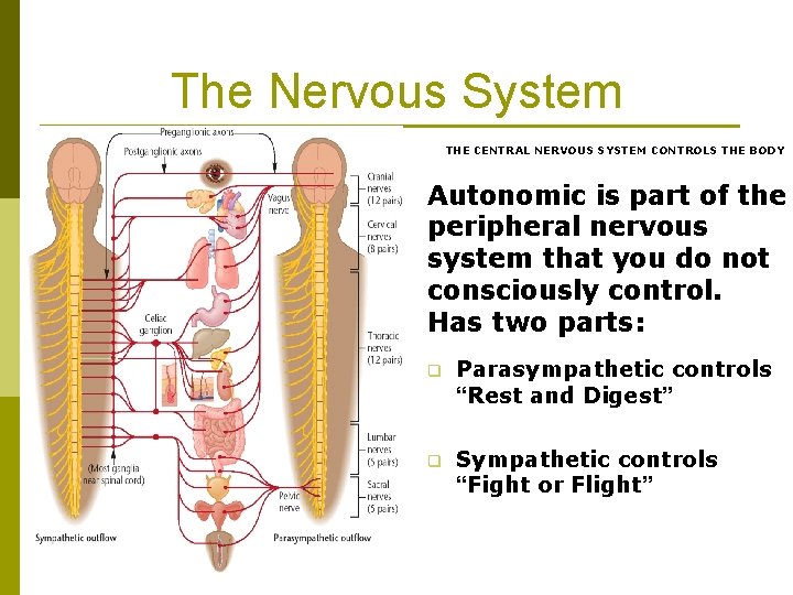 The Nervous System THE CENTRAL NERVOUS SYSTEM CONTROLS THE BODY Autonomic is part of