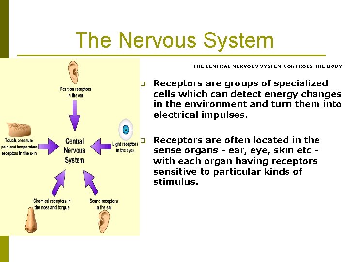 The Nervous System THE CENTRAL NERVOUS SYSTEM CONTROLS THE BODY q Receptors are groups The Nervous System THE CENTRAL NERVOUS SYSTEM CONTROLS THE BODY q Receptors are groups