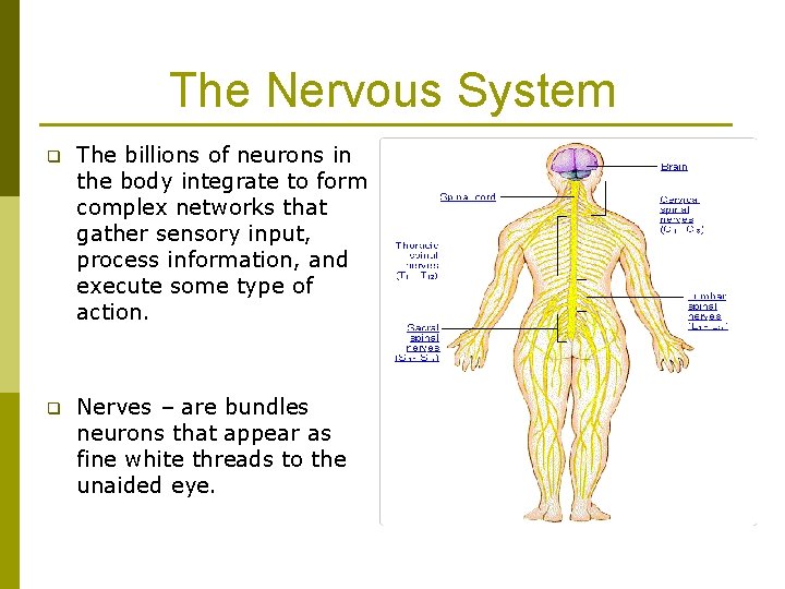 The Nervous System q The billions of neurons in the body integrate to form The Nervous System q The billions of neurons in the body integrate to form