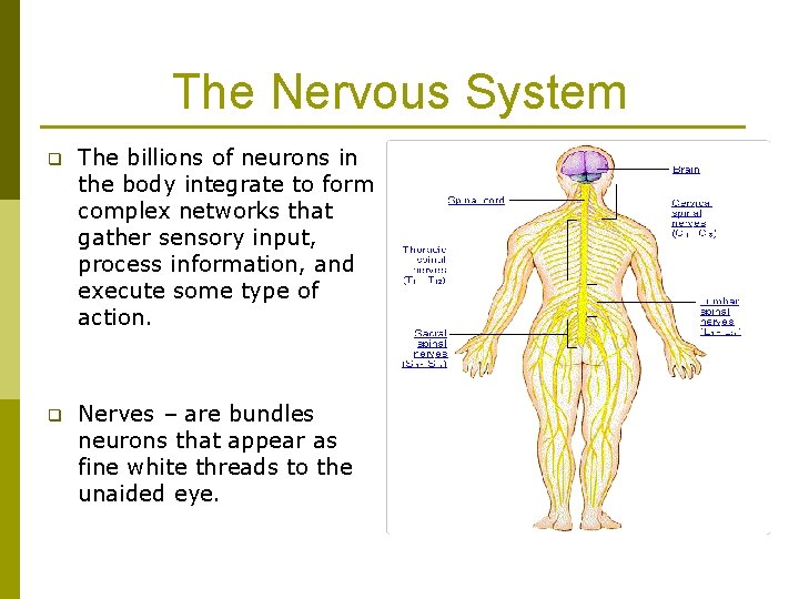 The Nervous System q The billions of neurons in the body integrate to form