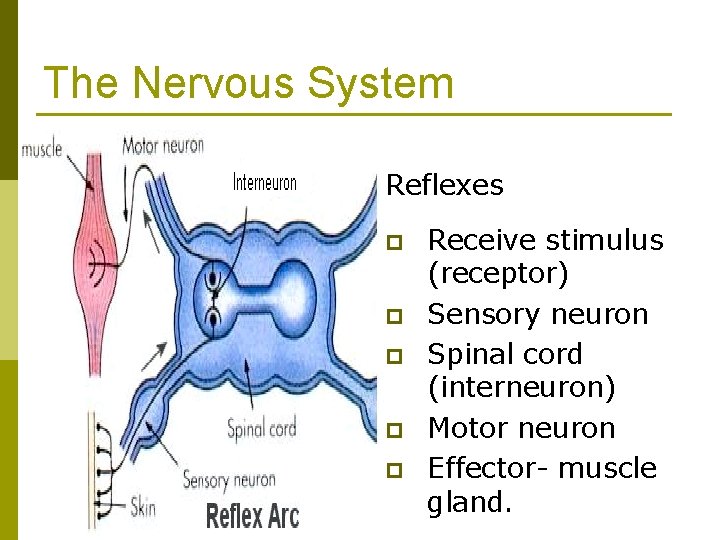 The Nervous System Reflexes p p p Receive stimulus (receptor) Sensory neuron Spinal cord