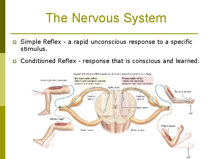 The Nervous System p Simple Reflex - a rapid unconscious response to a specific
