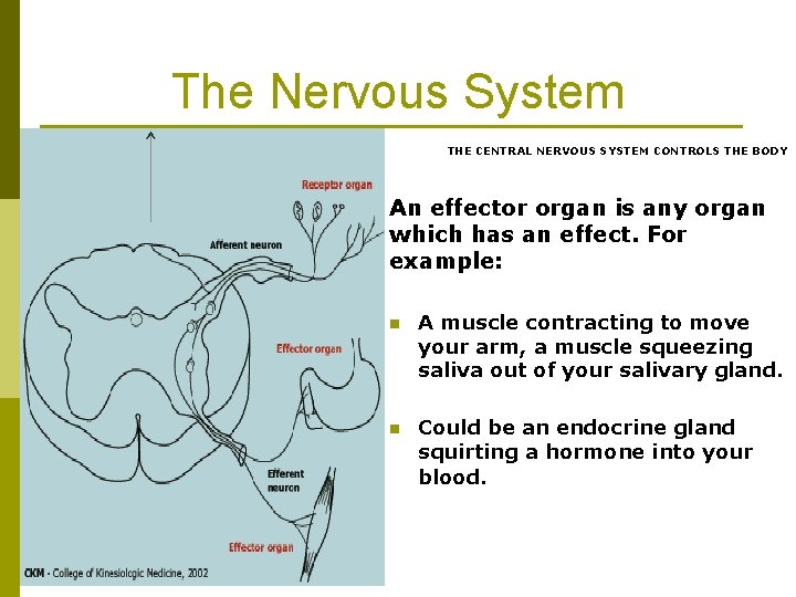 The Nervous System THE CENTRAL NERVOUS SYSTEM CONTROLS THE BODY An effector organ is