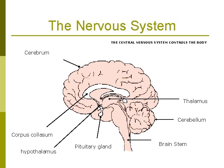 The Nervous System THE CENTRAL NERVOUS SYSTEM CONTROLS THE BODY Cerebrum Thalamus Cerebellum Corpus