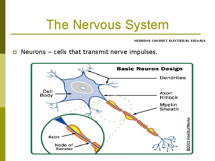 The Nervous System NEURONS CONDUCT ELECTRICAL SIGNALS p Neurons – cells that transmit nerve