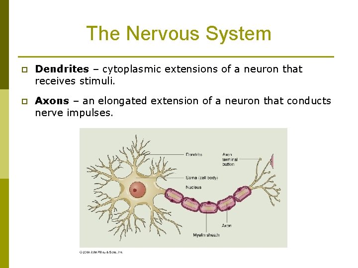 The Nervous System p Dendrites – cytoplasmic extensions of a neuron that receives stimuli. The Nervous System p Dendrites – cytoplasmic extensions of a neuron that receives stimuli.