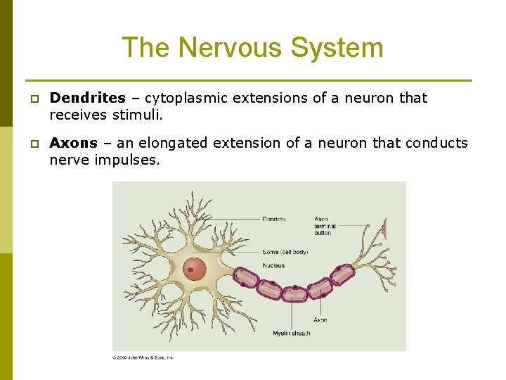 The Nervous System p Dendrites – cytoplasmic extensions of a neuron that receives stimuli.