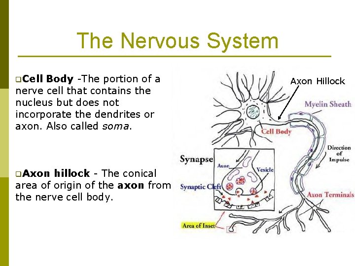 The Nervous System q. Cell Body -The portion of a nerve cell that contains