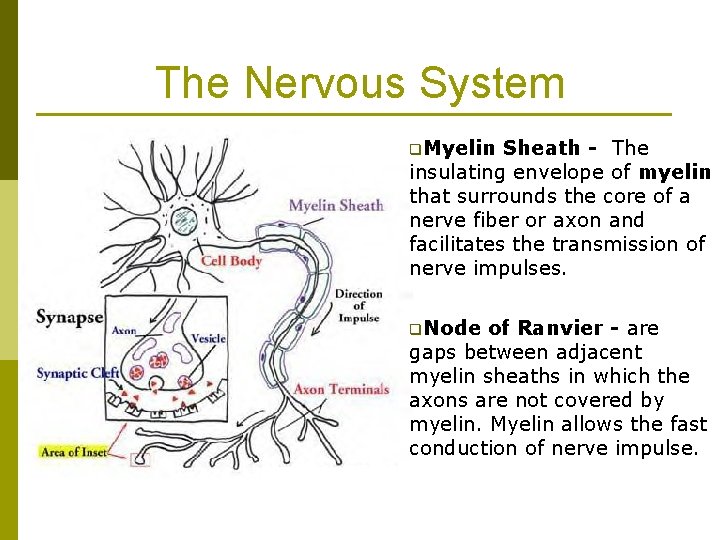 The Nervous System q. Myelin Sheath - The insulating envelope of myelin that surrounds