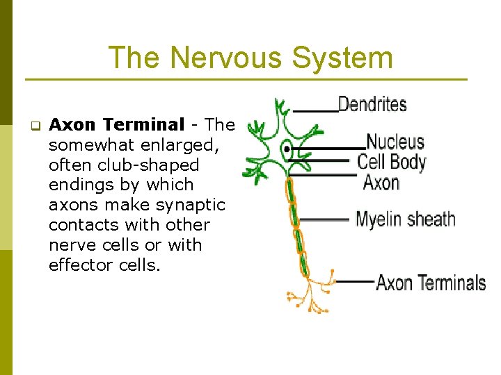 The Nervous System q Axon Terminal - The somewhat enlarged, often club-shaped endings by The Nervous System q Axon Terminal - The somewhat enlarged, often club-shaped endings by