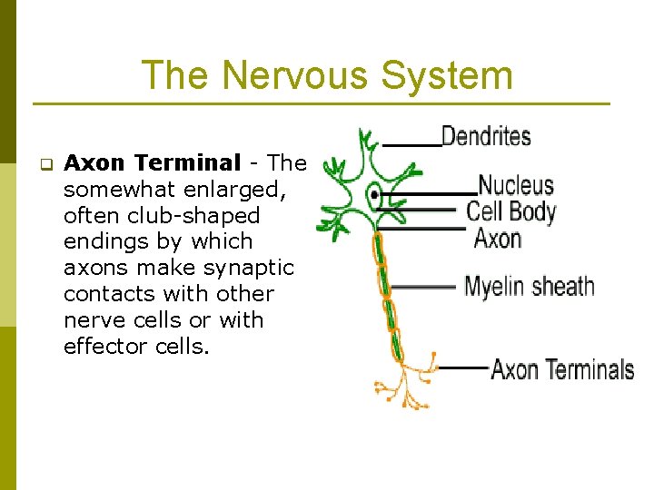 The Nervous System q Axon Terminal - The somewhat enlarged, often club-shaped endings by