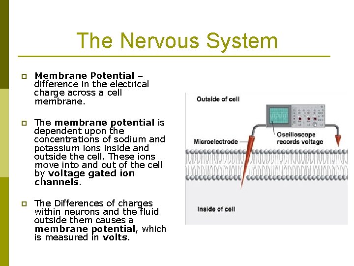 The Nervous System p Membrane Potential – difference in the electrical charge across a