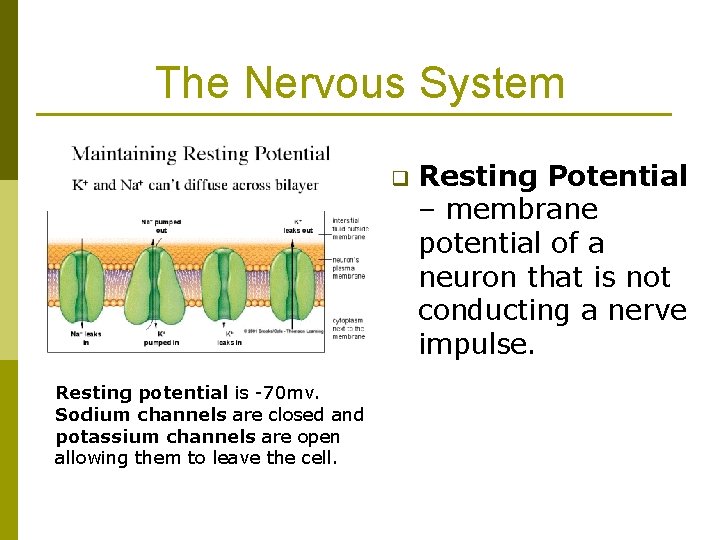 The Nervous System q Resting potential is -70 mv. Sodium channels are closed and The Nervous System q Resting potential is -70 mv. Sodium channels are closed and