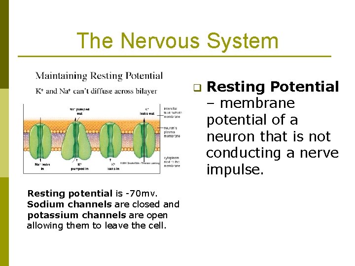 The Nervous System q Resting potential is -70 mv. Sodium channels are closed and