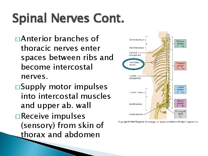 Spinal Nerves Cont. � Anterior branches of thoracic nerves enter spaces between ribs and