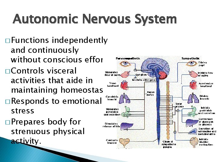Autonomic Nervous System � Functions independently and continuously without conscious effort. � Controls visceral