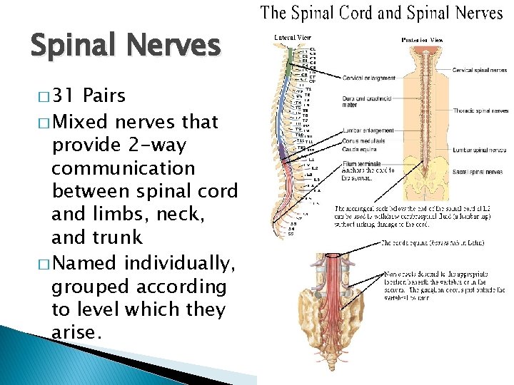 Spinal Nerves � 31 Pairs � Mixed nerves that provide 2 -way communication between