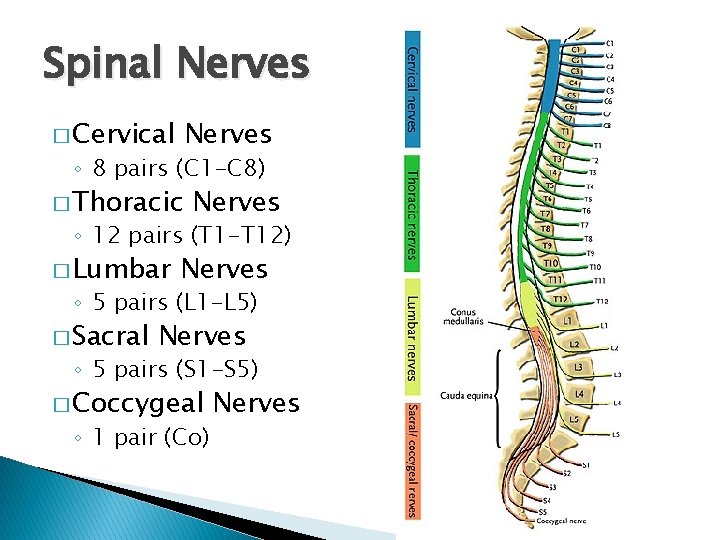 Spinal Nerves � Cervical Nerves ◦ 8 pairs (C 1 -C 8) � Thoracic