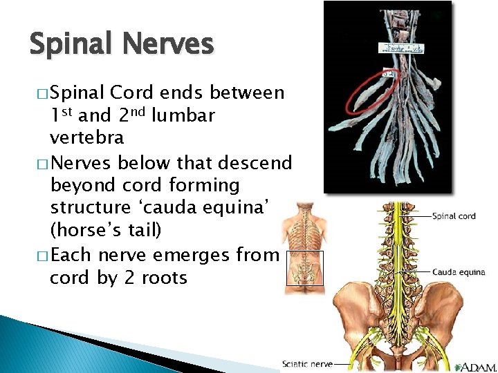 Spinal Nerves � Spinal Cord ends between 1 st and 2 nd lumbar vertebra