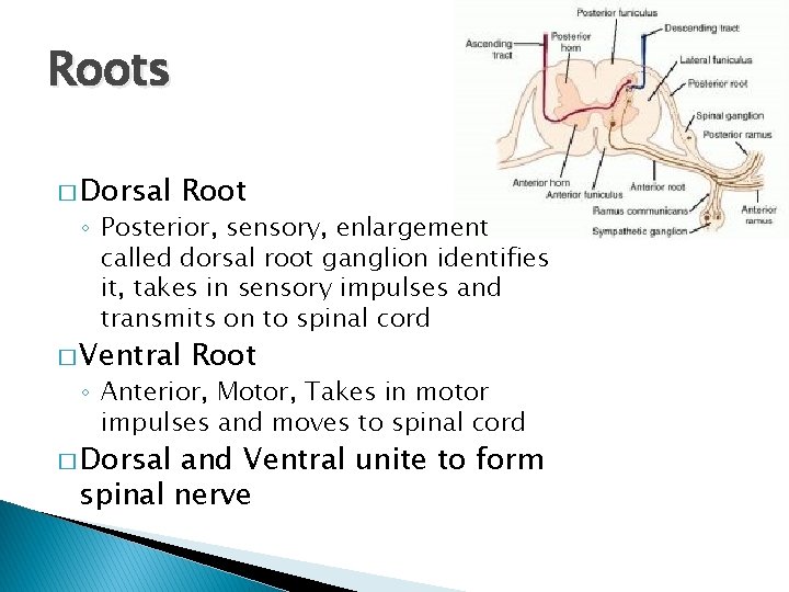 Roots � Dorsal Root ◦ Posterior, sensory, enlargement called dorsal root ganglion identifies it,