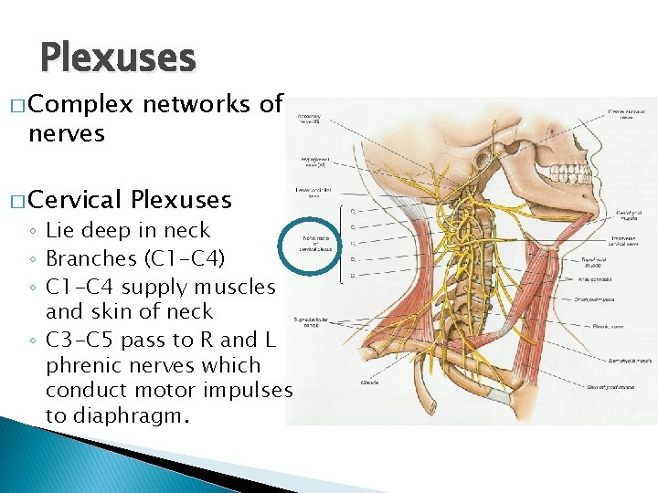 Plexuses � Complex nerves � Cervical networks of Plexuses ◦ Lie deep in neck